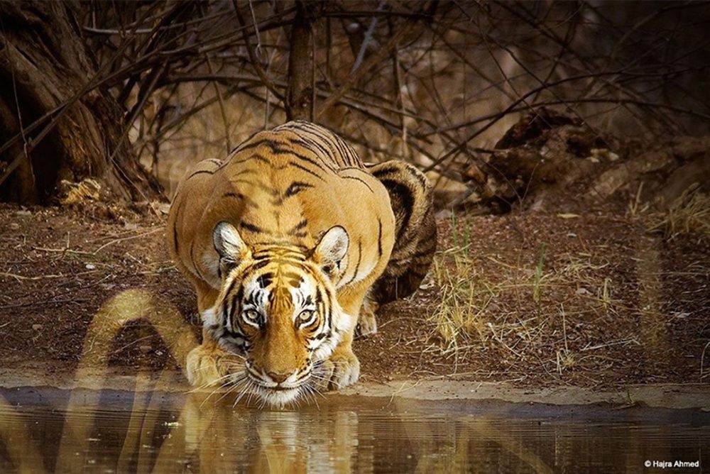 Documenting Conservation Efforts