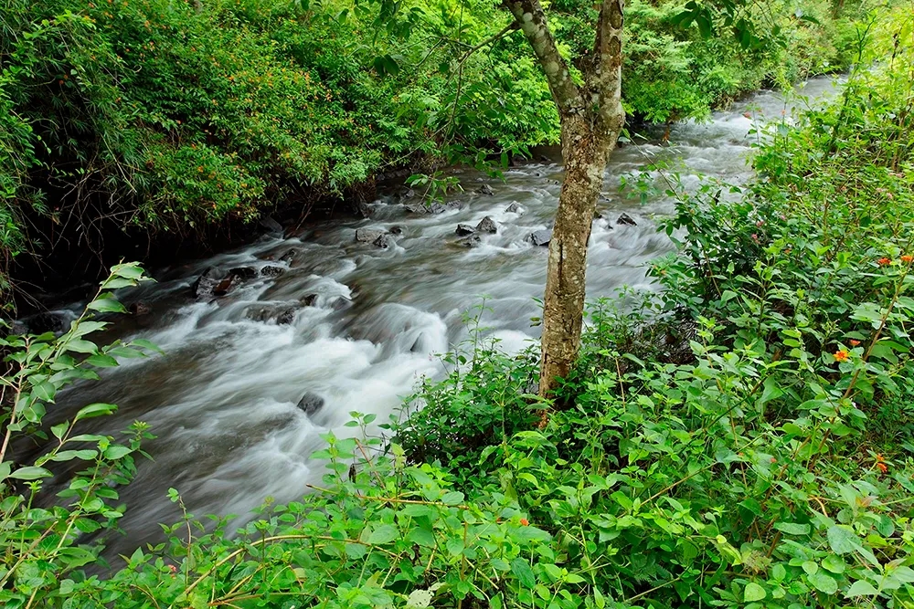 forest-stream-img.webp